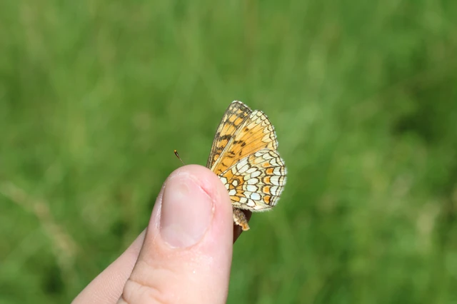 Melitaea athalia - közönséges tarkalepke