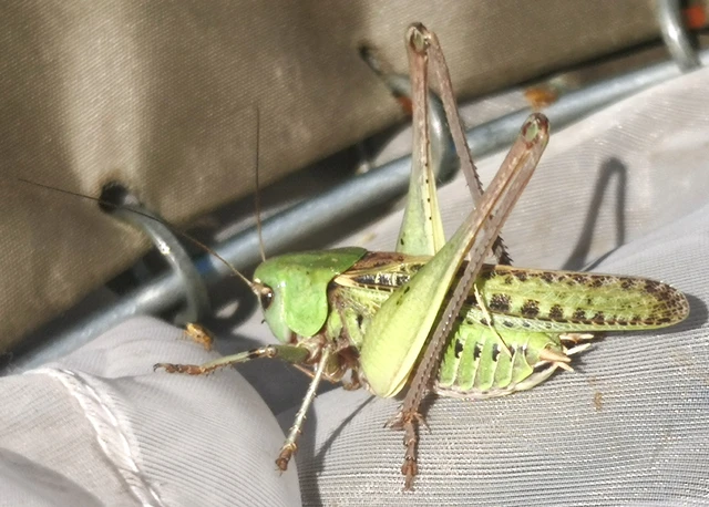 Decticus verrucivorus - szemölcsevő szöcske