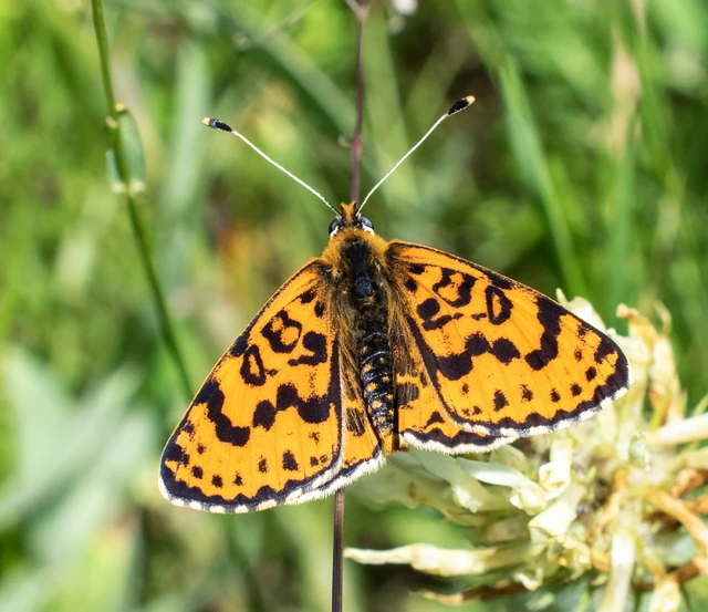 Melitaea didyma - tüzes tarkalepke