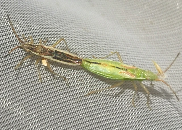 Myrmus miriformis - kurtaszárnyú karimáspoloska