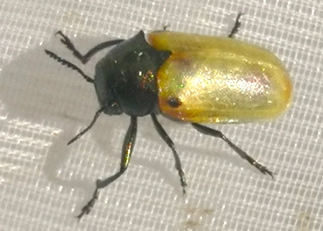 Labidostomis