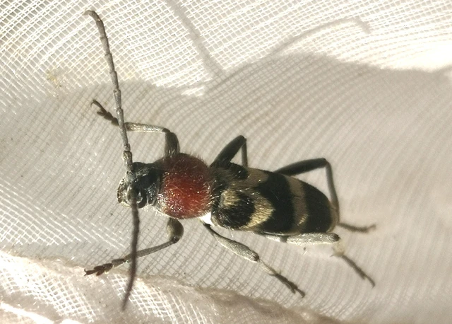 Chlorophorus hungaricus - magyar darázscincér