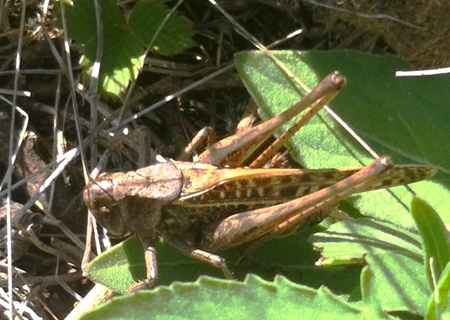 Decticus verrucivorus - szemölcsevő szöcske