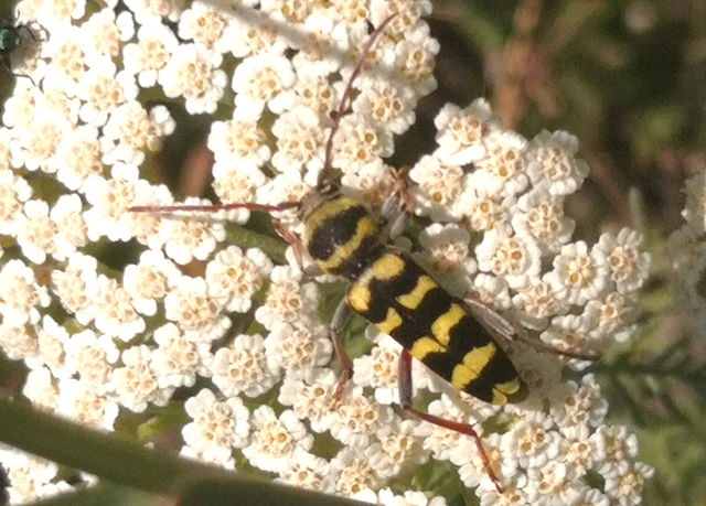 Echinocerus floralis - lucerna-darázscincér Echinocerus floralis - lucerna-darázscincér