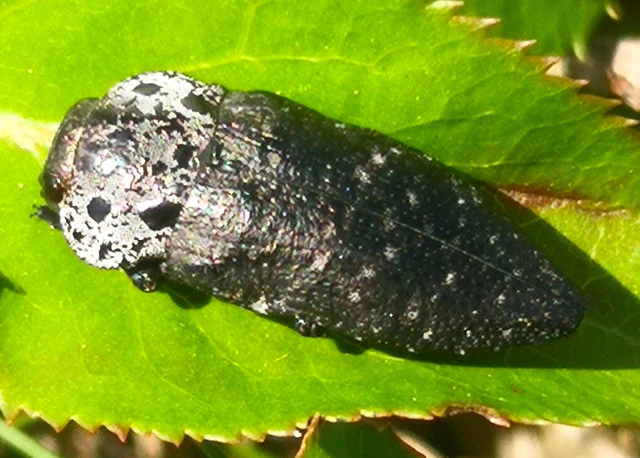 Capnodis tenebrionis - kökény-tükrösdíszbogár
