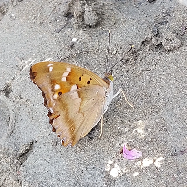 Apatura ilia - kis színjátszólepke