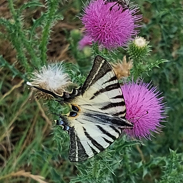 Iphiclides podalirius - kardoslepke