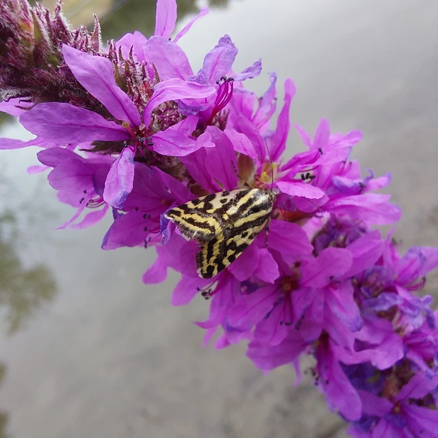 Emmelia trabealis - zebrabagoly
