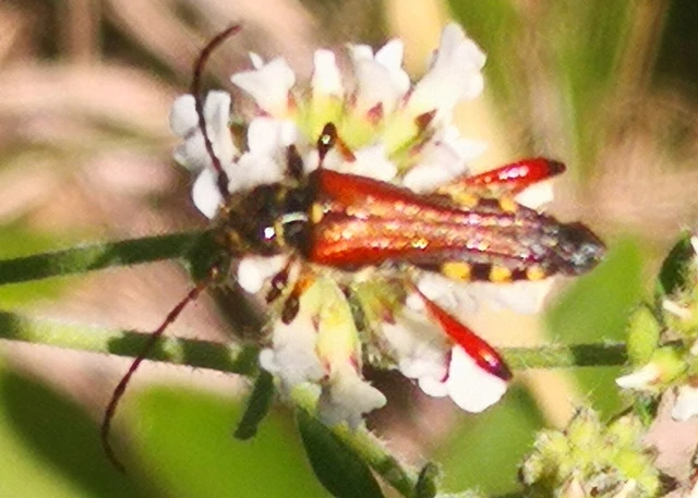 Stenopterus rufus - tarkacsápú keskenyfedőscincér