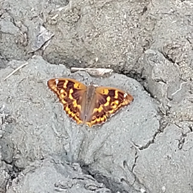 Apatura ilia - kis színjátszólepke