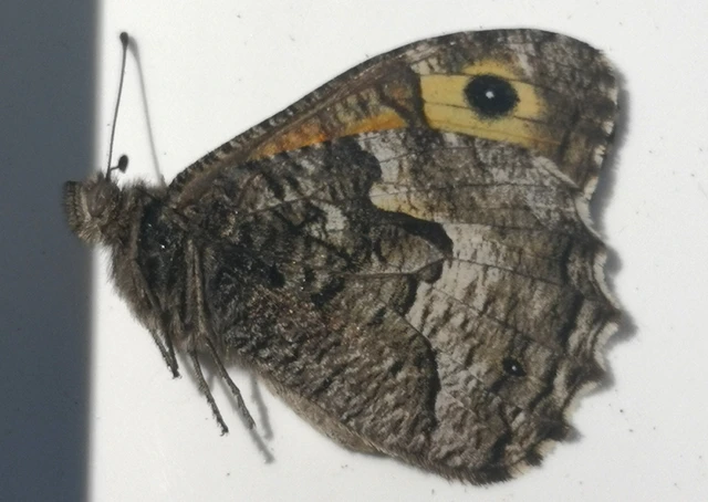 Hipparchia semele - barna szemeslepke