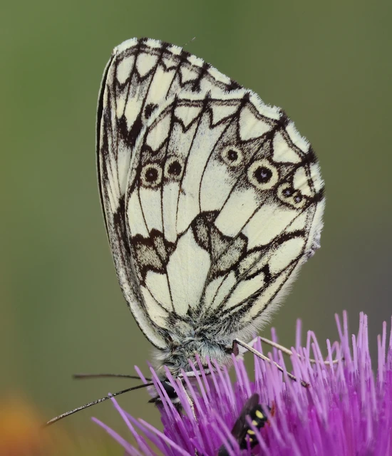 Melanargia galathea - sakktáblalepke