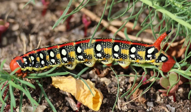 Hyles euphorbiae - kutyatejszender