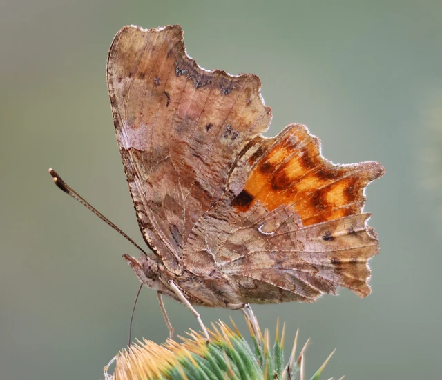 Nymphalis c-album - C-betűs lepke