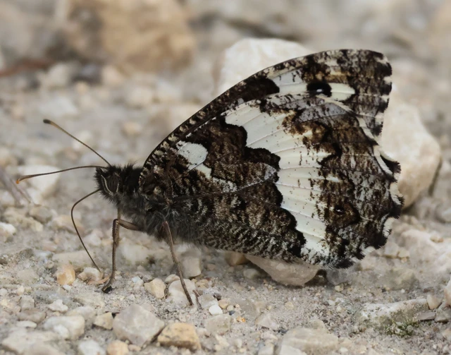 Brintesia circe - fehéröves szemeslepke