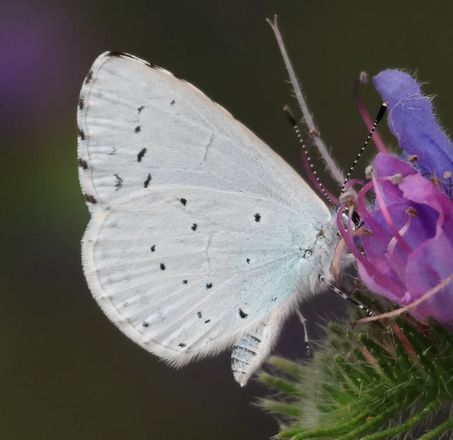 Celastrina argiolus - bengeboglárka
