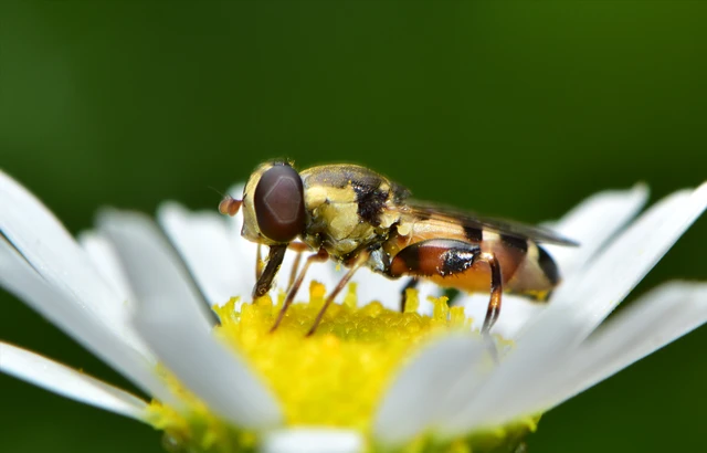Syritta pipiens - zizegő comboslégy