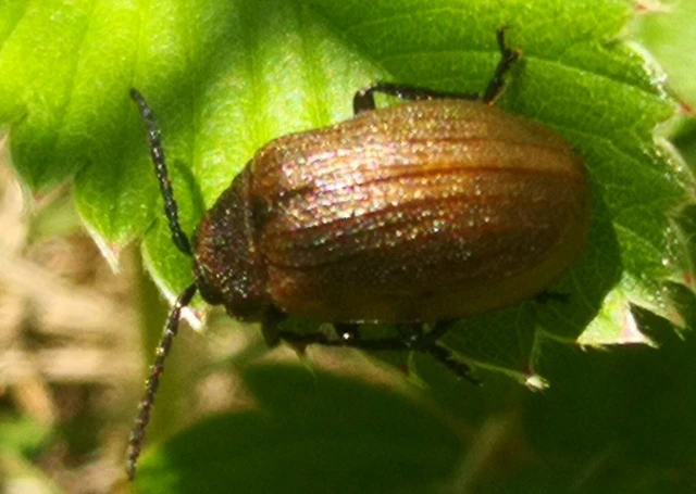 Galeruca pomonae - barna olajosbogár