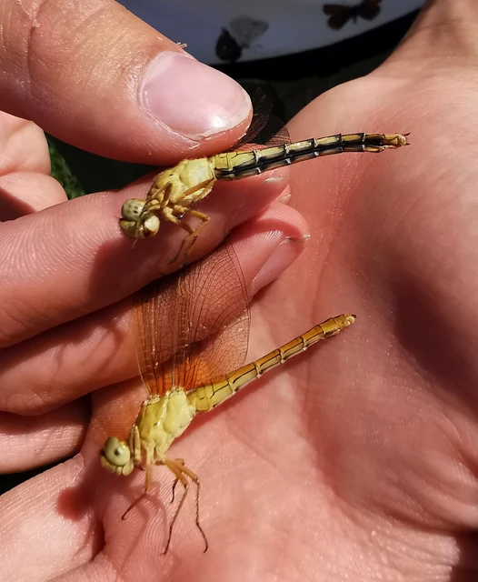 Orthetrum coerulescens - karcsú pásztorszitakötő