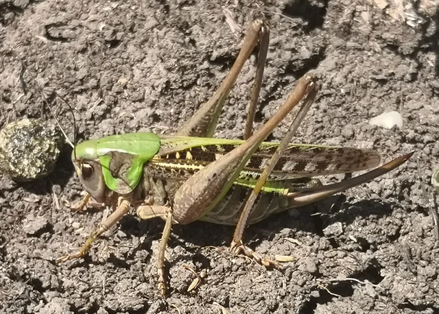 Decticus verrucivorus - szemölcsevő szöcske