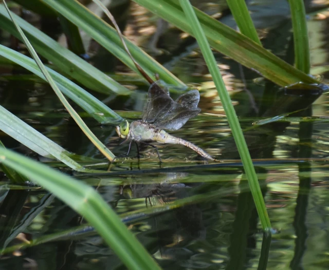 Anax parthenope - barna óriásacsa
