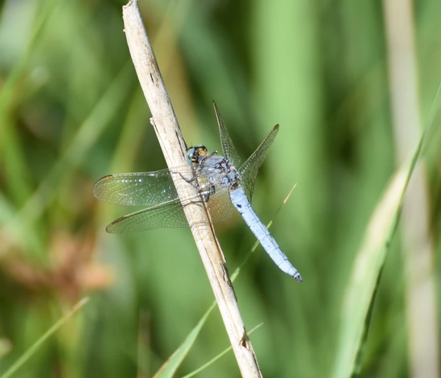 Orthetrum coerulescens - karcsú pásztorszitakötő