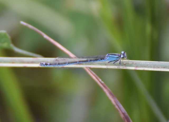 Ischnura pumilio - apró légivadász Ischnura pumilio - apró légivadász
