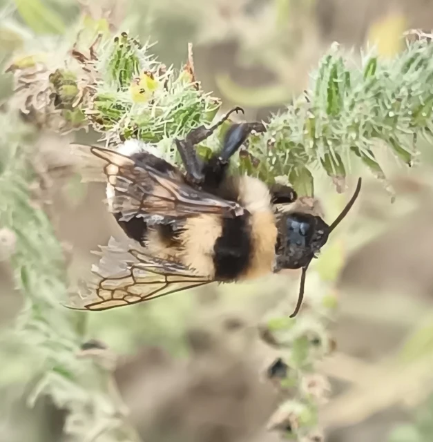 Bombus - poszméhek