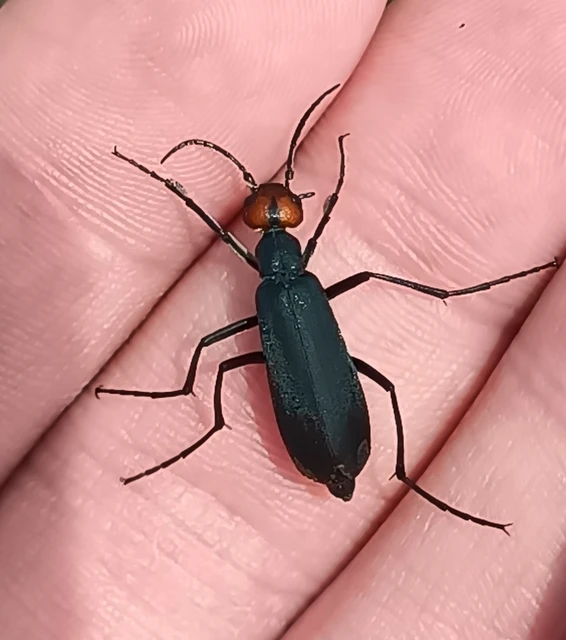Epicauta rufidorsum - hollóbogár