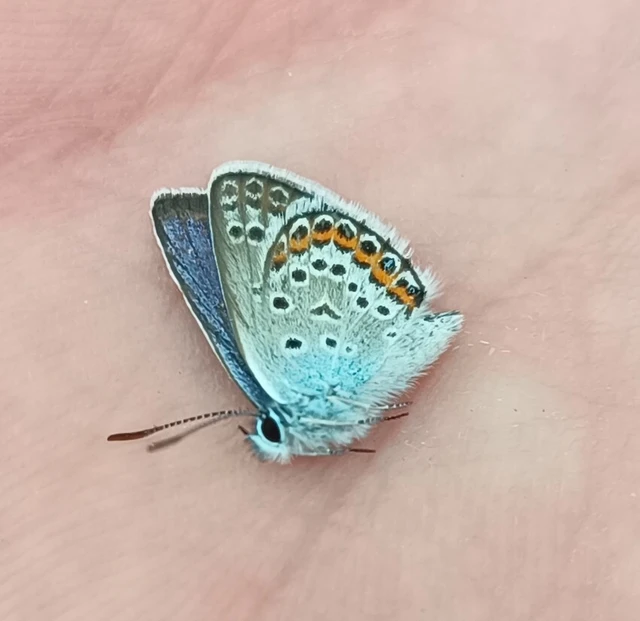 Plebejus argus - ezüstös boglárka