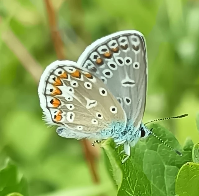 Polyommatus icarus - közönséges boglárka