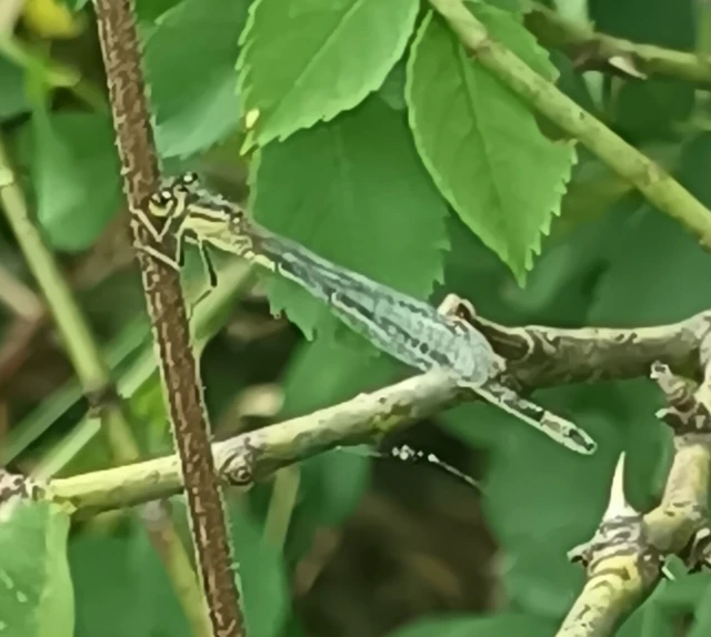 Ischnura elegans pontica - kéköves légivadász Ischnura elegans pontica - kéköves légivadász