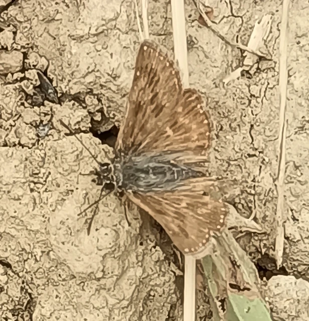 Erynnis tages - cigánylepke