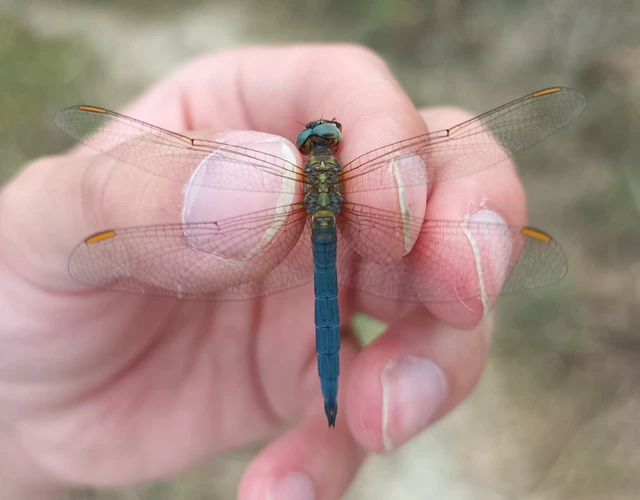 Orthetrum coerulescens - karcsú pásztorszitakötő