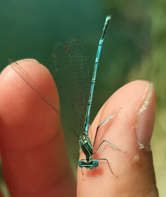 Platycnemis pennipes - széleslábú szitakötő