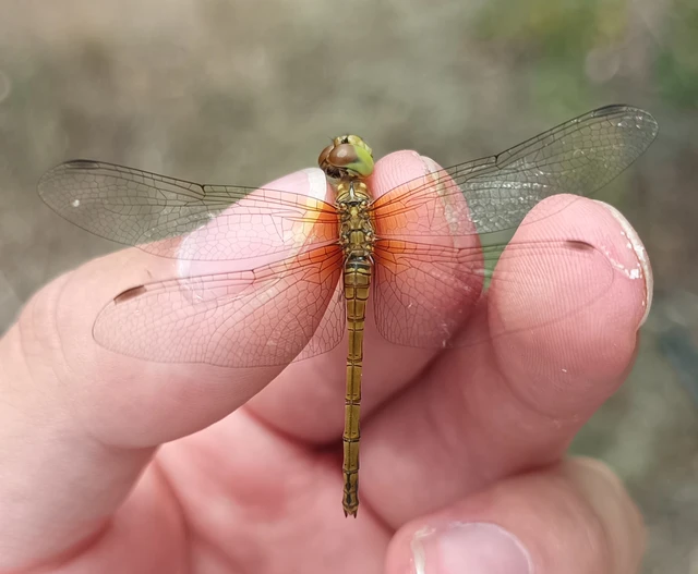 Sympetrum striolatum - harántsávos katona-szitakötő