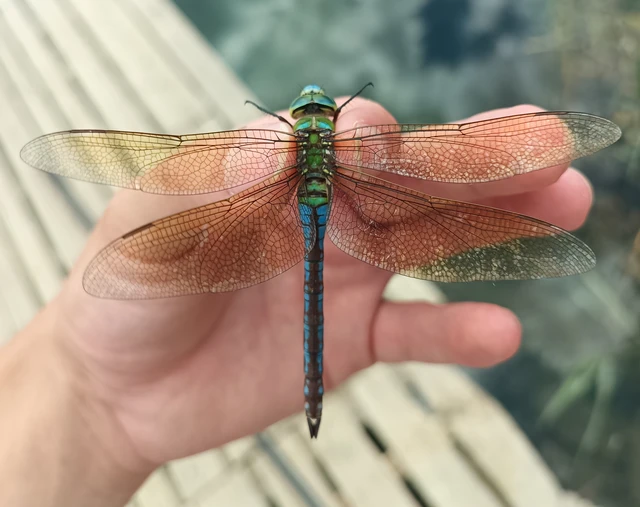 Anax imperator - zöld óriásacsa