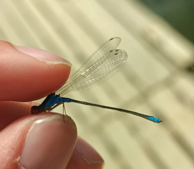 Erythromma viridulum - kis pirosszemű-légivadász Erythromma viridulum - kis pirosszemű-légivadász
