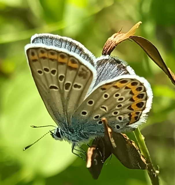 Plebejus argyrognomon - tintakék boglárka