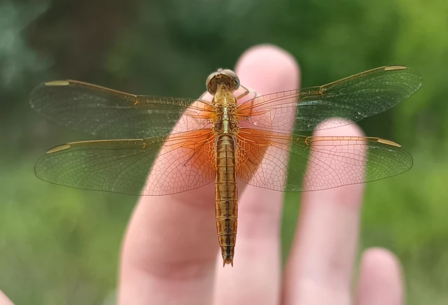 Crocothemis erythraea - skarlát szitakötő