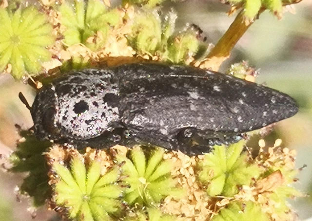 Capnodis tenebrionis - kökény-tükrösdíszbogár