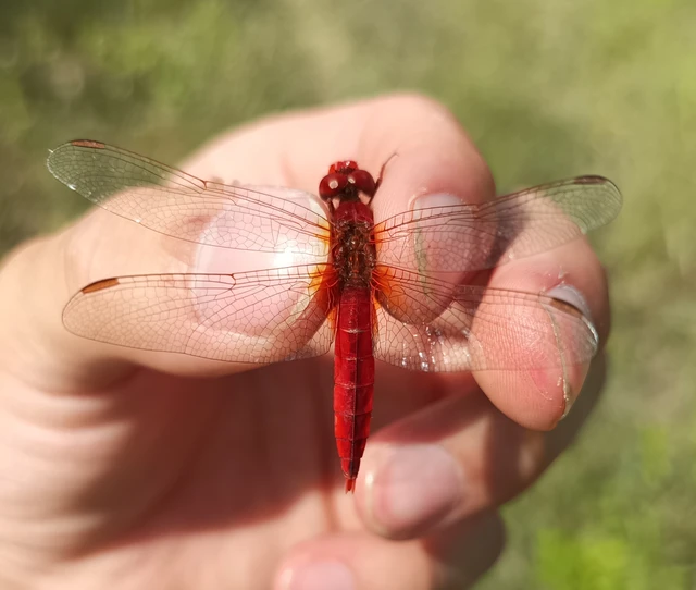 Crocothemis erythraea - skarlát szitakötő
