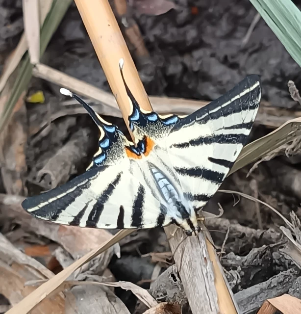 Iphiclides podalirius - kardoslepke