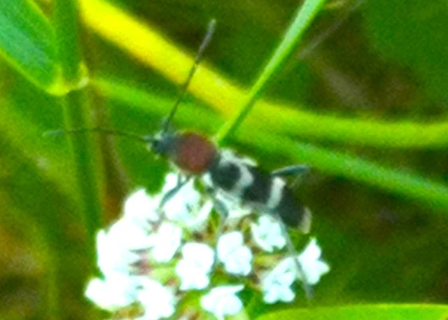 Chlorophorus hungaricus - magyar darázscincér