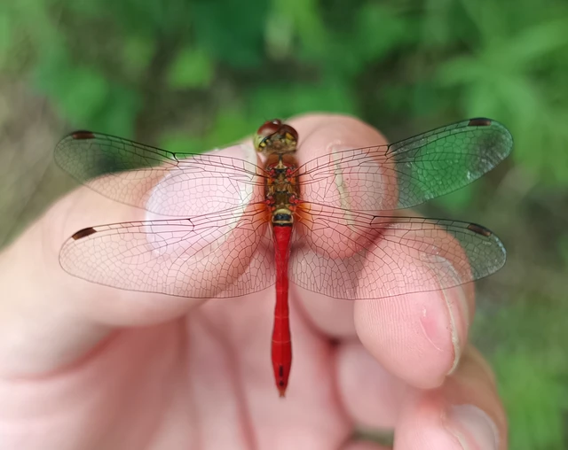 Sympetrum sanguineum - vörös katona-szitakötő