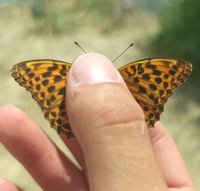Argynnis paphia - nagy gyöngyházlepke