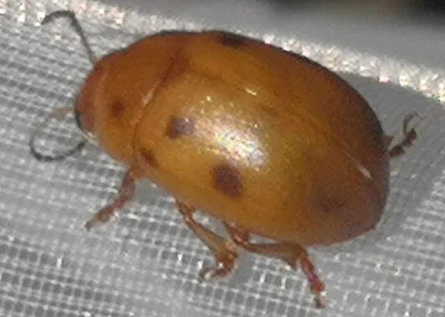 Gonioctena fornicata - közönséges lucernabogár
