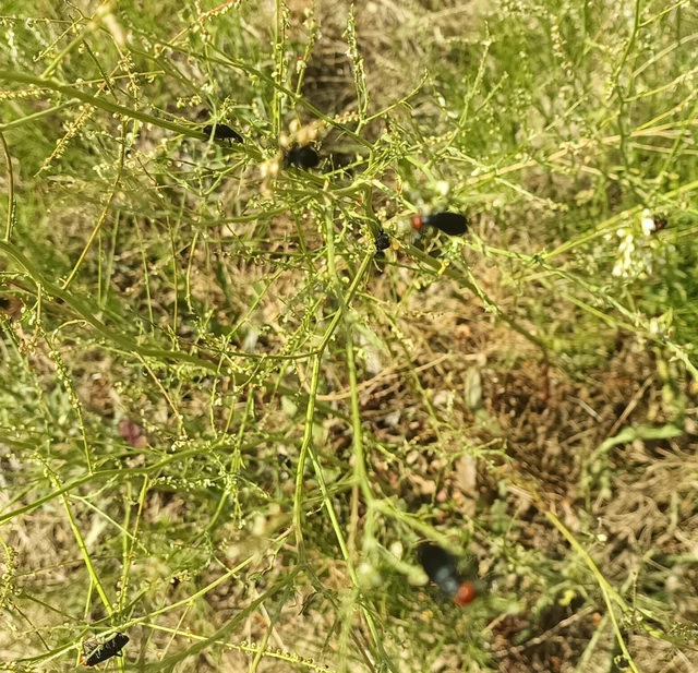 Epicauta rufidorsum - hollóbogár