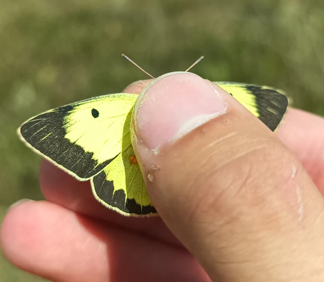Colias erate - csángó-kéneslepke