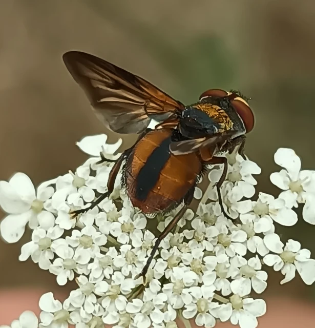 Diptera - Kétszárnyúak